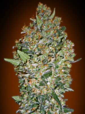 00 Seeds cheese berry Samen