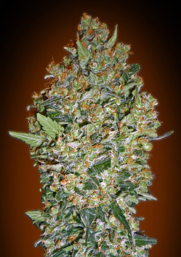 00 Seeds cheese berry Samen