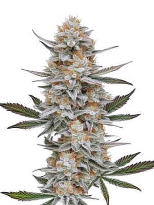 Blimburn Seeds ChemdOG # 4 3 Stk feminisiert