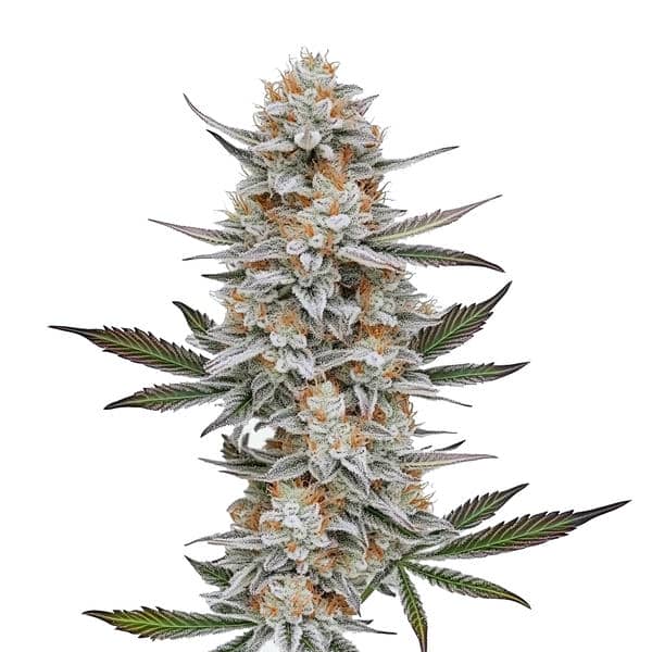 Blimburn Seeds ChemdOG # 4 3 Stk feminisiert