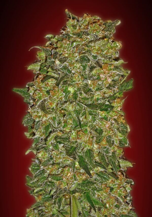 00 Seeds chocolate kush Samen