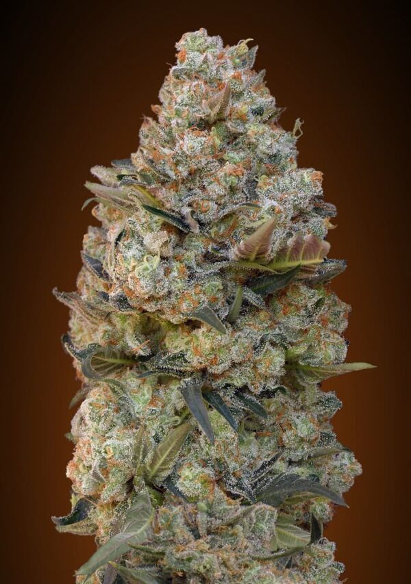 00 Seeds chocolate skunk Samen