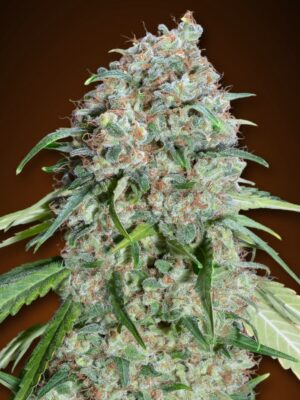 00 Seeds chocolate skunk cbd Samen