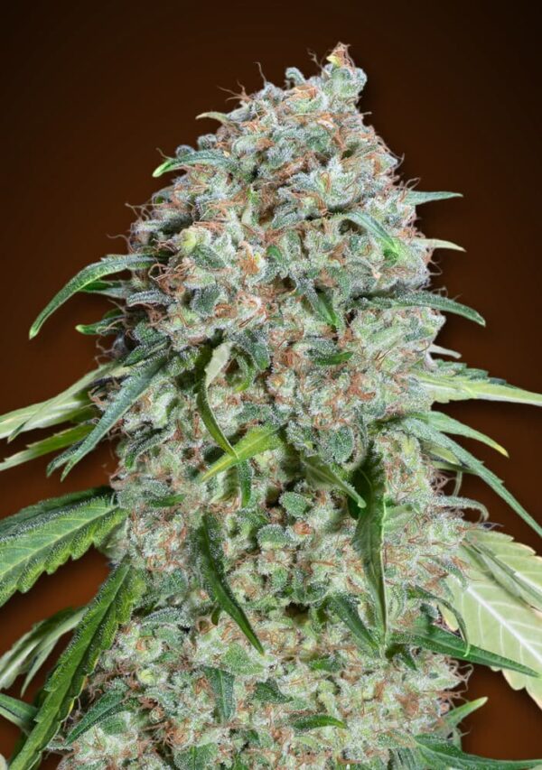 00 Seeds chocolate skunk cbd Samen