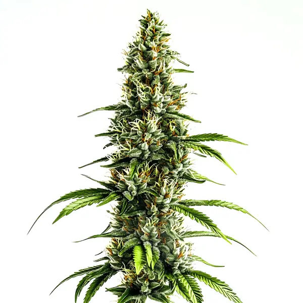 Blimburn Seeds chocolopez Samen