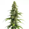 Blimburn Seeds Chocolopez 3 Stk feminisiert