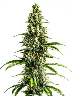 Blimburn Seeds Chocolopez 3 Stk feminisiert
