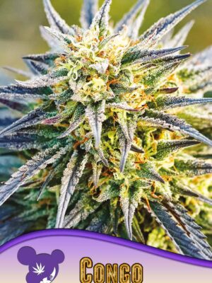 Anesia Seeds congo landraces Samen