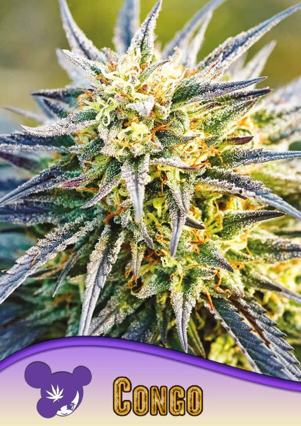 Anesia Seeds congo landraces Samen
