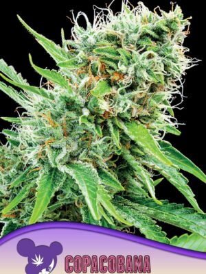 Anesia Seeds copacobana landraces Samen