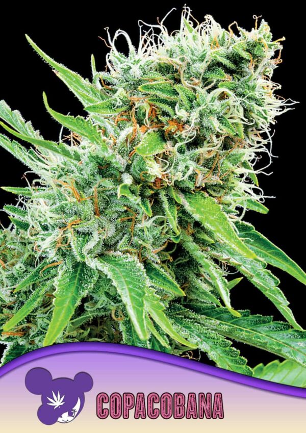 Anesia Seeds copacobana landraces Samen