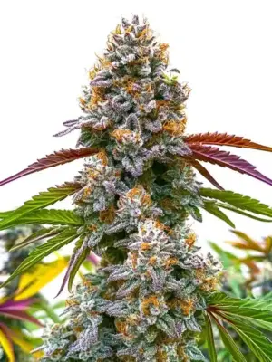 Blimburn Seeds Critical Daddy Purple 3 Stk feminisiert
