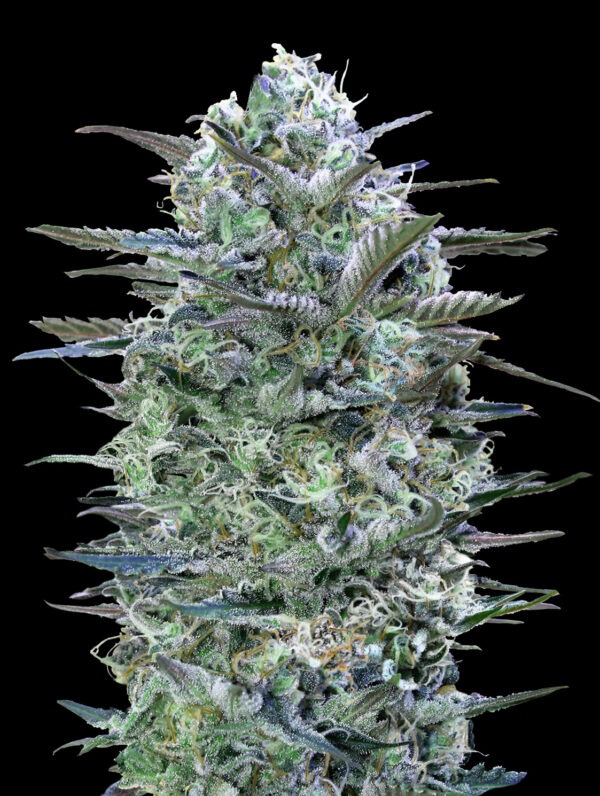 Advanced Seeds critical lemon Samen