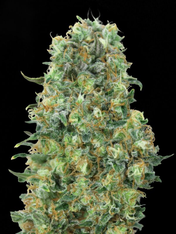 Advanced Seeds critical mass Samen