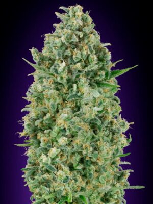 00 Seeds critical poison Samen