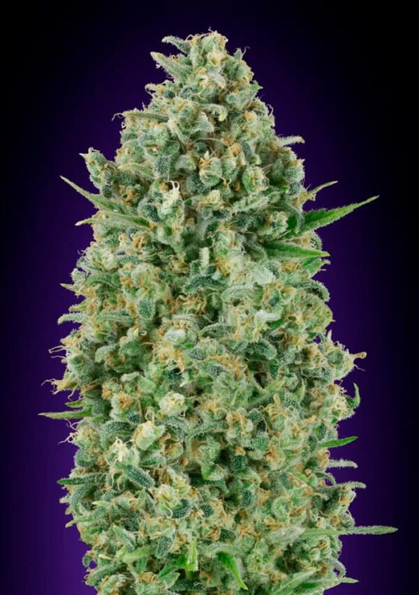 00 Seeds critical poison Samen