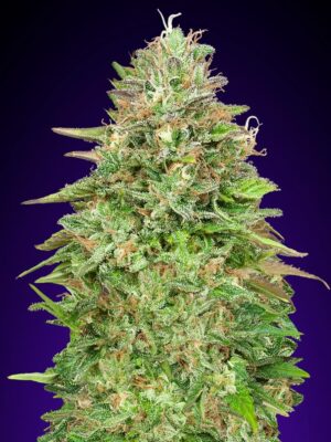 00 Seeds critical poison fast Samen