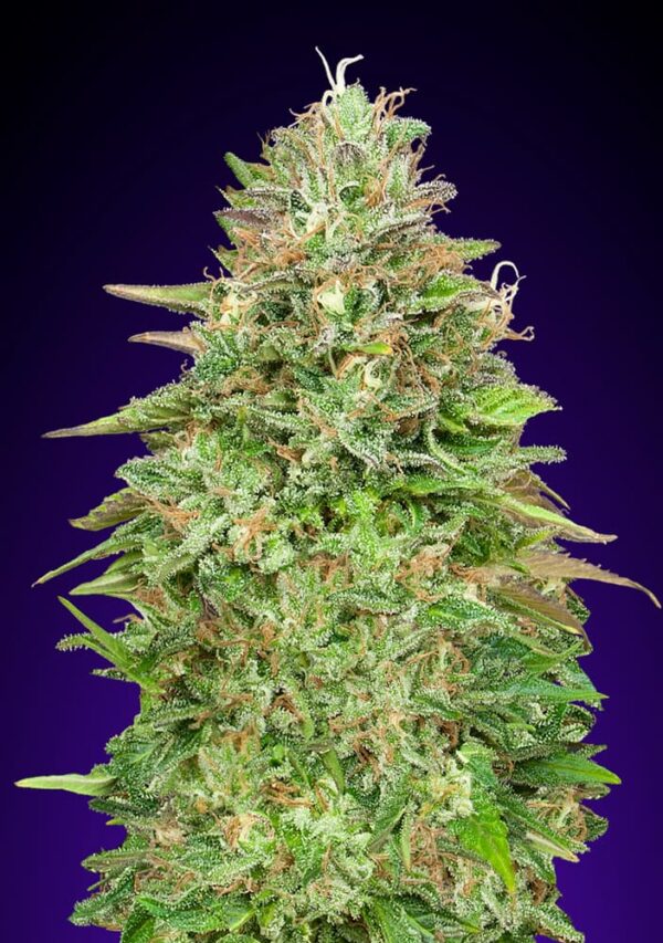 00 Seeds critical poison fast Samen