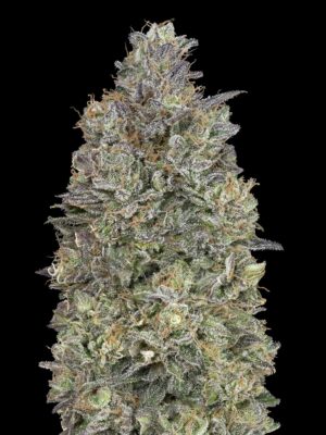 Advanced Seeds critical purple kush Samen Advanced Seeds critical purple kush Samen