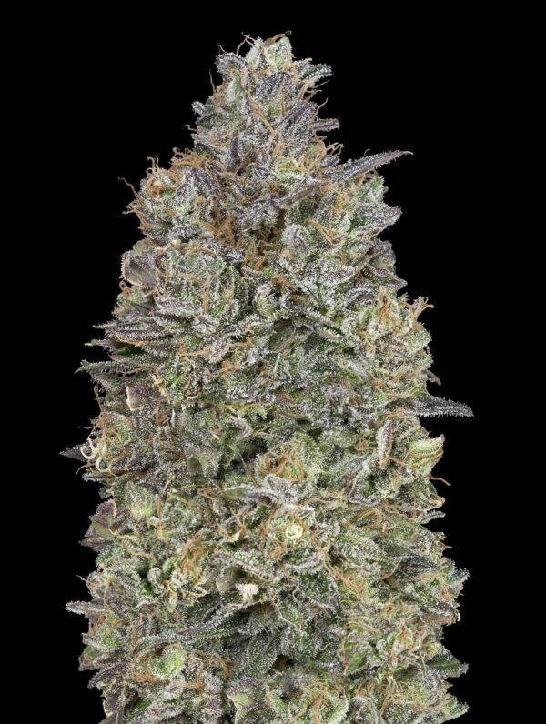 Advanced Seeds critical purple kush Samen
