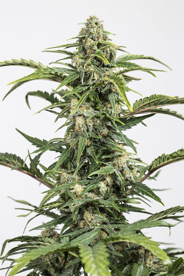 Dinafem dinamed autoflowering cbd Samen
