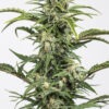 Dinafem Dinamed Auto CBD 10 Stk feminisiert