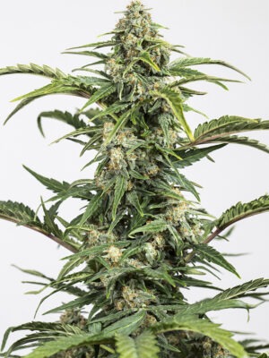 Dinafem Dinamed Auto CBD 10 Stk feminisiert