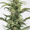 Dinafem dinamed autoflowering cbd Samen – Bild 2