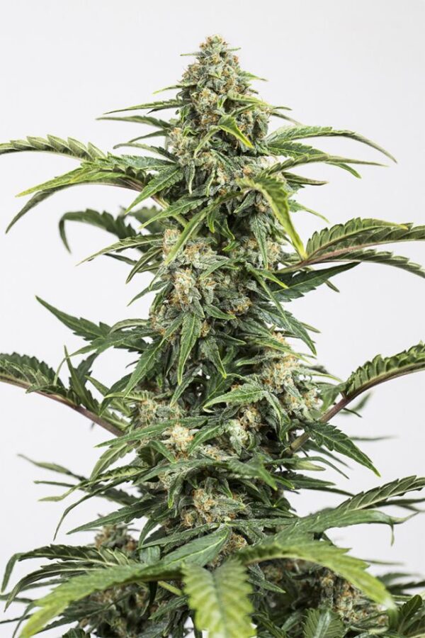 Dinafem dinamed autoflowering cbd Samen – Bild 2
