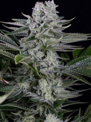 Dinafem Gorilla CBD 10 Stk feminisiert