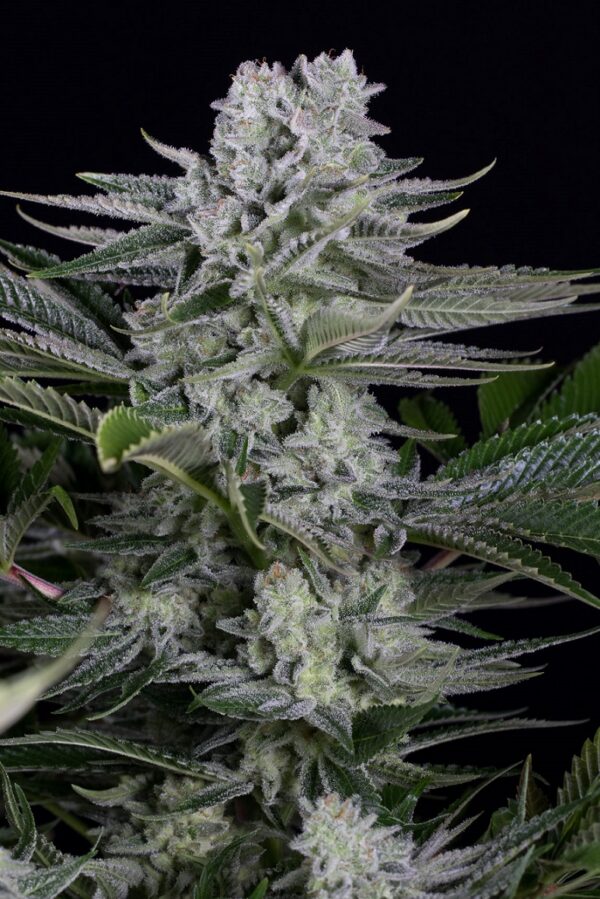 Dinafem Gorilla CBD 10 Stk feminisiert