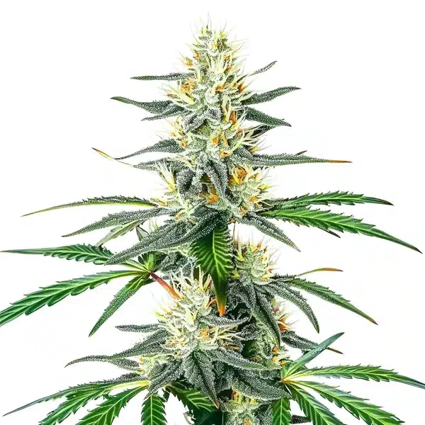 Blimburn Seeds dama blanca Samen