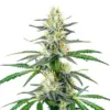 Blimburn Seeds Dama Blanca 3 Stk feminisiert