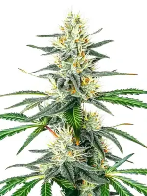 Blimburn Seeds Dama Blanca 3 Stk feminisiert