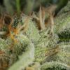 Dinafem Kush-N-Cheese 3 Stk feminisiert – Ansicht 2