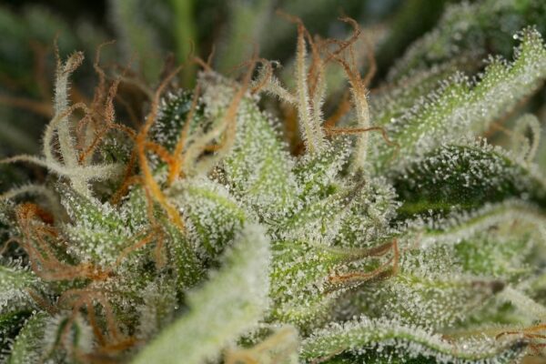 Dinafem Kush-N-Cheese 3 Stk feminisiert – Ansicht 2