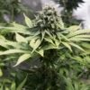 Dinafem moby dick cbd Samen – Bild 3