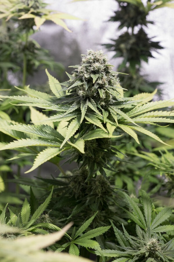 Dinafem moby dick cbd Samen – Bild 3