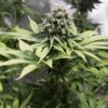 Dinafem moby dick cbd Samen – Bild 4