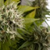 Dinafem power kush Samen – Bild 3