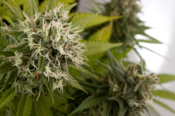 Dinafem power kush Samen – Bild 3