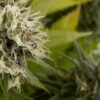 Dinafem power kush Samen – Bild 4