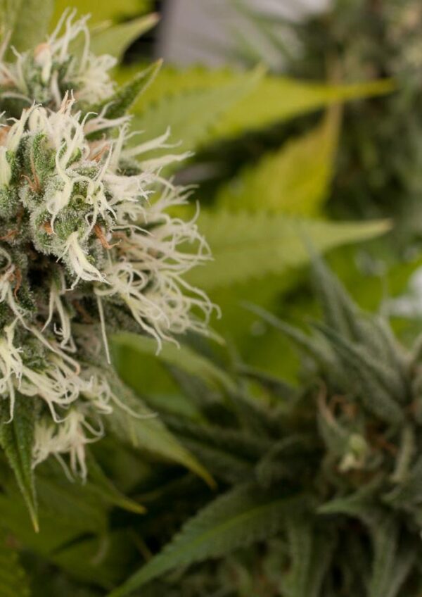 Dinafem power kush Samen – Bild 4