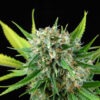 Dinafem royale haze Samen – Bild 3