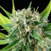 Dinafem royale haze Samen – Bild 4