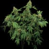 Dinafem santa sativa Samen – Bild 3