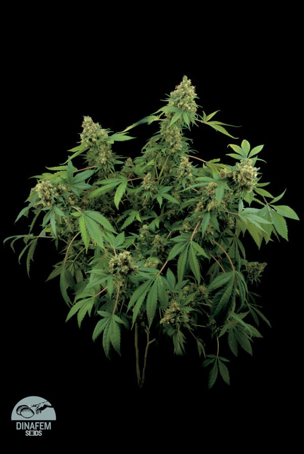 Dinafem santa sativa Samen – Bild 3