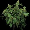 Dinafem santa sativa Samen – Bild 4