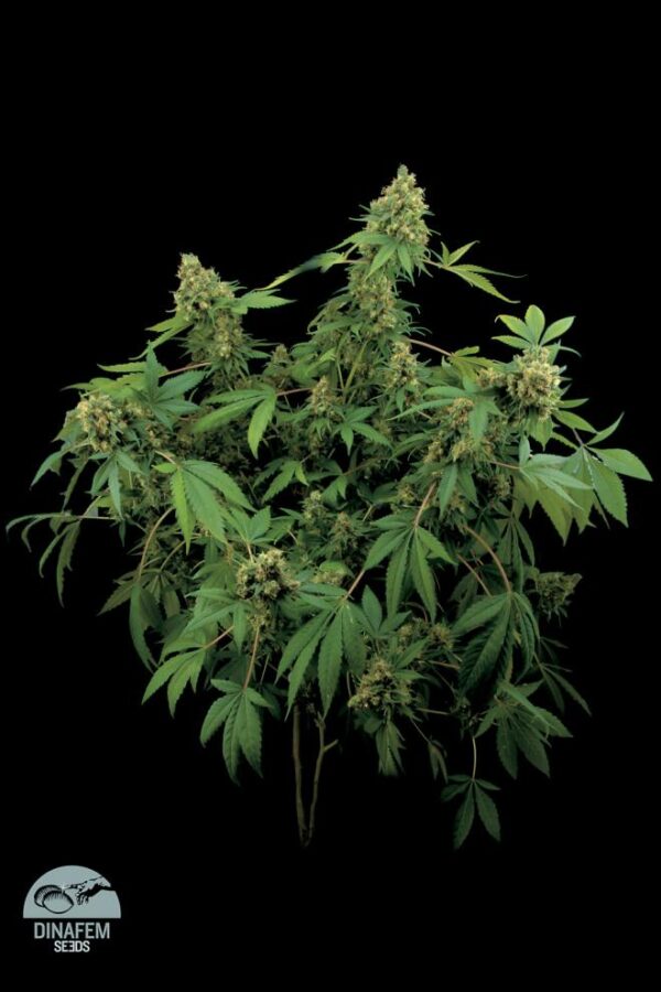 Dinafem santa sativa Samen – Bild 4
