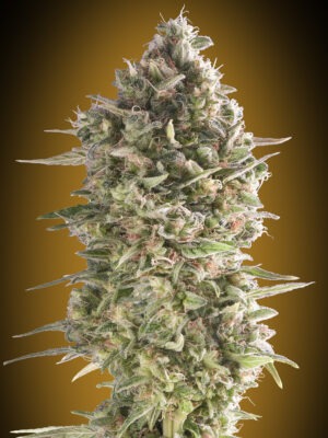 00 Seeds do si dos cookies Samen